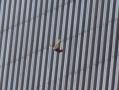 wtc55.jpg